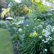 Blue, lemon and white herbaceous border in summer with Hemerocalis and Ammi major in flower