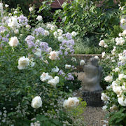 Gravel Garden with Rosa 'Lichfield Angel' and Campanula 'Lodden Anna'
