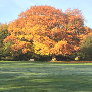Autumn Colour